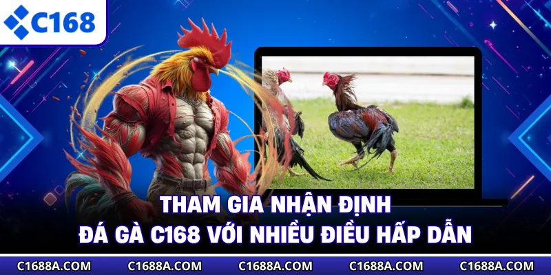 Tham gia nhận định đá gà C168 với nhiều điều hấp dẫn